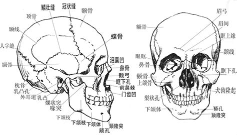 頭顱形狀|頭骨:介紹,組成,軟顱的發生,脊索期,腦底形成期,軟顱的骨化,咽顱的。